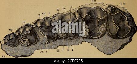 . Catalogo dei fossili di Mammalia nel museo britannico, (Storia Naturale). Delle creste anteriore e posteriore differiscono dai premolari di L. lauri-ciensis, Xoulet (L. rinoceroides, Rut.), descritti da Eilholin l'Ann. Sci. N. VIII. Art. 1, pp. 129, 130. La lunghezza dello spazio occupato dai tre denti è 0,090.presentata da E. Packard, Esq., 1872. 11820 a. Calco della porzione anteriore del ramus destro della mandibola, che mostra il canino, tre premolari, e EATT. L'originale è dall'Eocene di Buchsweiler, e isfigurato da Cuvier, op. Cit. tig. Collezione Mantell. Foto Stock