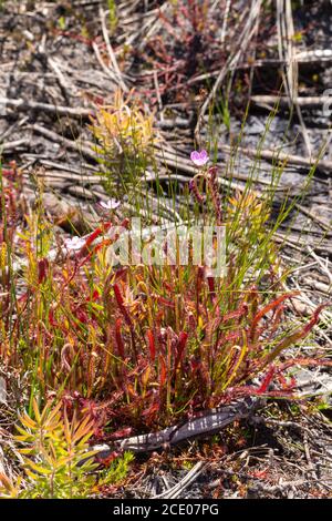 Drosera capensis vicino a Franschhoek, Capo Occidentale, Sud Africa Foto Stock