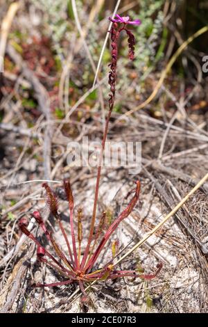 Drosera capensis vicino a Franschhoek, Capo Occidentale, Sud Africa Foto Stock