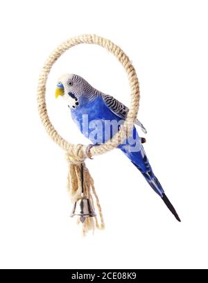 Budgie blu, isolati su sfondo bianco. Budgerigar sul posatoio Foto Stock