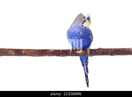 Giovani budgerigar blu sul posatoio, isolati su sfondo bianco Foto Stock