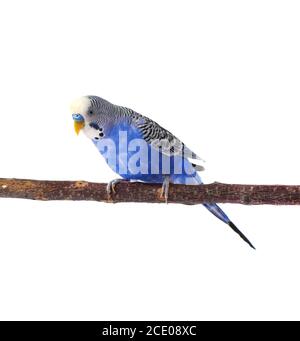 Giovani budgerigar blu sul posatoio, isolati su sfondo bianco Foto Stock