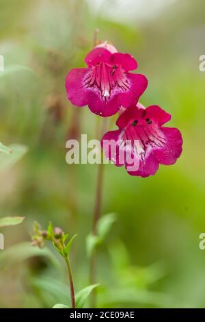 Vista del Penstemon Pink & Cream con verde lussureggiante e morbido mettere a fuoco lo sfondo Foto Stock