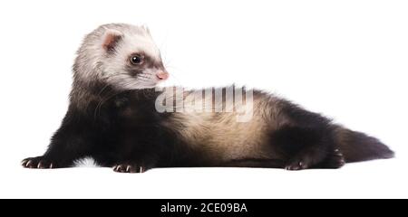 Carino grigio ferret in piena crescita si trova isolato Foto Stock