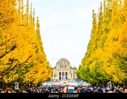 Santuario di Ginkgo giardino esterno ginkgo fila di alberi Foto Stock