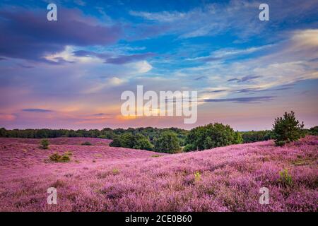 Paesaggio con erica viola fiorente nel Parco Naturale di Veluwe, Posbank, Oosterbeek, Gelderland nei Paesi Bassi Foto Stock