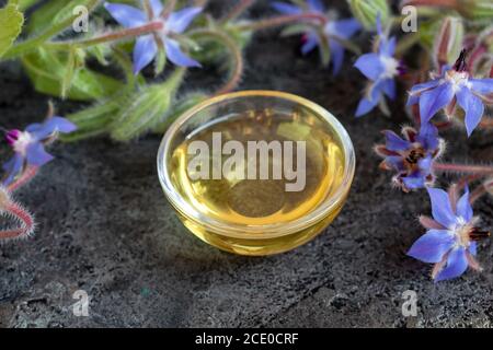 Olio di borragine in una ciotola con pianta fresca di fioritura Foto Stock