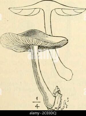 . Guida ai modelli di funghi britannici di Sowerby nel Dipartimento di Botanica, British Museum (Storia Naturale). Il ple, se vero per la natura, suggerirebbe Amanita. Sottogenere II. Pluteus.-ci sono tredici specie britanniche di PluteuSy, una sola delle quali è rappresentata da un modello. Tutte le specie sono belle; alcune sono di dimensioni molto grandi, altre sono di colore più brillante. Allthe specie hanno gambi e freegills senza anello, e crescere su o vicino ceppi, o bastoni o segatura. Nessuno è commestibile; theodor di alcuni è debole e sgradevole.Pluteus concorda nella struttura con Hiatulae Plutcolus; ma le spore sono Foto Stock