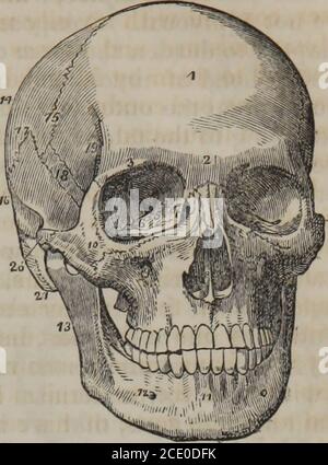 . Fisiologia umana (Volume 1) bassa, inflitta sulla fronte o sul vertice, può causare una frattura, non nelle parti colpite, ma nelle ossa occipitalo spenoidali. Il cranio non è costituito da un osso, ma da molti. Questi si unirono insieme da suture, così chiamate dalle ossa che sembrano essere cucite insieme. Ogni osso è anch'esso costituito da due parti; un esterno, fibroso e duro, e un interno, di carattere più duro e fragile, quindi chiamato tabula vitrea. I twotables sono separati l'uno dall'altro da una struttura cellulare o cancellated  LW AT  , chiamata diploe. All'esame della modalità in Foto Stock
