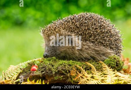 Hedgehog (nome scientifico: Erinaceus Europaeus). Primo piano di un riccio selvatico, nativo, europeo in autunno con muschio verde e felci dorati. Orizzontale Foto Stock