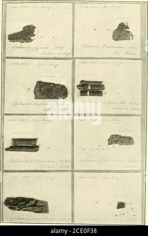 . Endoshia parassitica e specie affini . ML* ERBA. mus. PARIGI !«•/ &lt;,,, ^V ( es. Erba Ad. Brongaian. Anno 1843 ,. y Fig. 1.-Perithecia e Stromata Pycnidial di Endocia parassitica con Cankerson Castanea dentata. Fig. 2.-Cotype di Sphaeria girosa Schw. Su Fagus. Esemplare nuovo nel Museo di Parigi inviato a Brongniart da Schweinitz, con etichetta Tulasnes labelMetogramma Gyrosum e Schweinitzs autografo. Bui. 380, Dipartimento di Agricoltura degli Stati Uniti. Piastra III.. Un foglio della porzione montata dell'Erbario di Schweinitz-s presso L'ACCADEMIA DELLE SCIENZE DI PHILADELPHIA, CHE MOSTRA I CAMPIONI COME PREPARATI E Labe Foto Stock