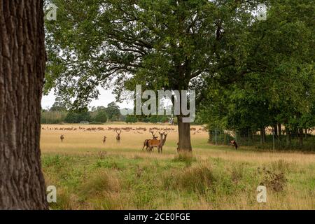 Windsor, Berkshire, Regno Unito. 30 agosto 2020. Una grande mandria di cervi nel Parco Grande di Windsor questa mattina. Credito: Maureen McLean/Alamy Foto Stock