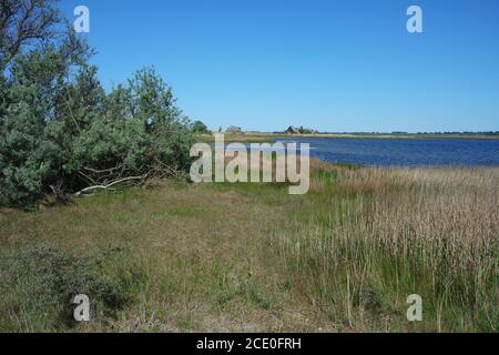 Area di protezione della natura Graswarder, Heiligenhafen Foto Stock