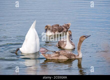 East Lothian, Scozia, Regno Unito, 30 agosto 2020. UK Weather: Un cigno muto femminile (Cygnus olor) con tre cigneti, ora quasi 4 mesi Foto Stock