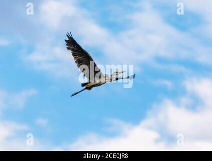 volare airone grigio nel cielo blu Foto Stock