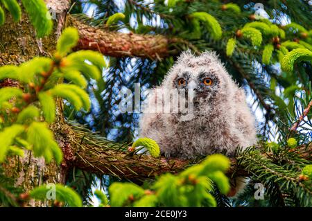 gufo grigio giovane dall'orecchie lunga seduto sul ramo di pino Foto Stock