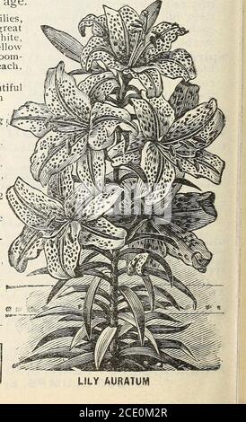 . Nuova guida floreale : autunno 1903 . cented. 12 cts. ciascuno, 1.25 dollari per doz., postpagato. L. MELPONONE (Speciosum): Rosso sangue ricco con un bordo bianco gelido chiaro; molto bello e duro. 20 cts. ciascuno, postpagato. L. SUPERBUM: Si trova alla testa dei nostri ninfee; fiori rosso-arancio brillante, spessamente macchiati di porpora. 12 cts. ciascuno, 1.25 dollari per doz., postpagato. L. ROSEUM- uno dei migliori del genere; splendidi fiori grandi, rosa e bianco, cremisi macchiato; bello. 15 cts. ciascuno, 1.50 dollari per doz., postpagato. L. UMBELLATDM-Blooms in bellissimi grappoli; il colore comprende sfumature di rosso cremisi, giallo e nero. 15 Foto Stock