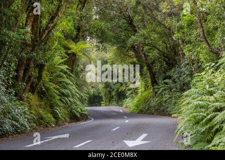 Nuova Zelanda Foresta Foto Stock