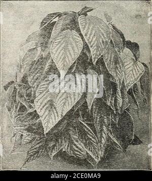 . Nuova guida floreale : autunno 1903 . misure Rger, 20 e 25 cts. Ciascuna, postpaid. ACALYPHA SANDERII o C03IET PIANTA - questa pianta curiosa cresce 10 - 12 pollici di altezza, fiorisce rapidamente e abbondantemente, e i naselli di longflower crescono finchè la pianta è alta; sono alloverwith fiori di cremisi fini, guardando quasi esattamente come se fatto di cremisonchenille o velluti di seta. La pianta gradisce il calore e l'umidità ed il suolo di goodrich, ma cresce facilmente e fiorisce tutto il tempo. 15, 20 e 25 cts.cad, postpaid. OLEANDRI gli oleandri sono belle piante di case di legno duro, molto popolari e molto apprezzato per il loro Foto Stock