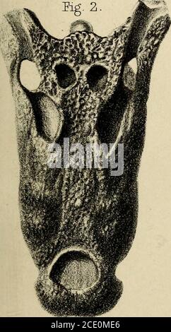 . Memorie paleontologiche e note di H. Falconer, con un disegno biografico dell'autore . EIG. 3 Foto Stock