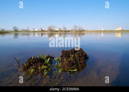 Banca del fiume Elba a Herrenkrug vicino a Magdeburg Foto Stock