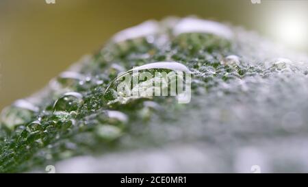 L'acqua cade sulla foglia di una salvia dopo una pioggia Foto Stock