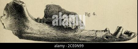 . Memorie paleontologiche e note di H. Falconer, con un disegno biografico dell'autore. ag. 4.. Foto Stock