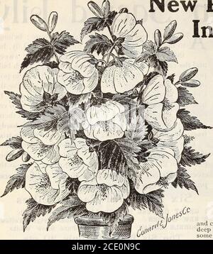 . Nuova guida floreale : autunno 1903 . e BYBI^OJVI 1Mjr,II»&lt;S chiediamo particolare attenzione ai tipi di tulipani Bizard e Bybloom. I loro grandi fiori a forma di tazza assomigliano piuttosto al tipo Gesneriana, e sono sempre molto ammirati per i loro colori brillanti e stringenui. I Bizzard hanno terreni gialli, fiammato e incolpato di marone, nero, scarlatto, bronzo e marrone.i Bylooms hanno terreni bianchi, chiari o violetti, fiocchi e piume di rosa, rosa, viola, scarlatto, biack e cremisi, elegantemente variegati. Prezzo, tulipani di Bizard misti, 4 cts. Ciascuno; 30 cts. Per doz., postpaid. Tulipani Bybloom, f Foto Stock