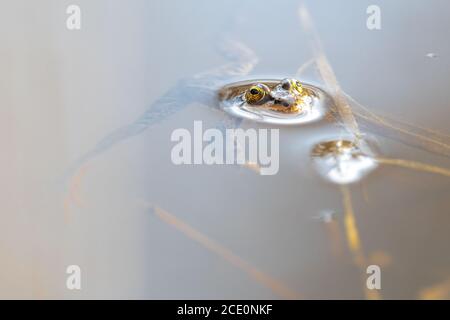 Rana galleggiante a zampe rosse (Rana aurora) Foto Stock