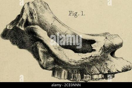 . Memorie paleontologiche e note di H. Falconer, con un disegno biografico dell'autore . Foto Stock