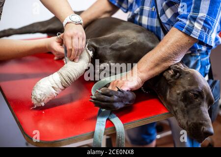 Un veterinario bende la gamba di un cane dopo una ferita, gamba rotta, clinica di veterinario Foto Stock