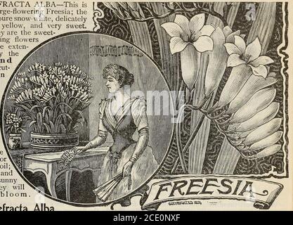 . Nuova guida floreale : autunno 1903 . ahoyana e bella pianta, sempre luminosa e graziosa. Nuova guida floreale - Autunno 1903. 25 FREESIAS FREESIA REFRACTA ALBA IN FIORE INVERNALE: Questa è la vera Freesia in fiore; I theflowers sono neve-bianco puro, delicatelytinted con giallo pallido e molto dolce.Next alle violette sono i più dolci volati di inverno-fiorente che abbiamo e sono estesamente piantati dal theHundred e dal Thousand per tagliare-tingare che ritainano la loro bellezza per lungo tempo e byplanting ai periodi differenti-ent, youCAN hanno una sua-, cessione di lovelybloom. Freesias areemarvery facilmente cresciuto, una dozzina Foto Stock