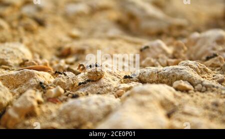 fotografia formica di alta qualità Foto Stock