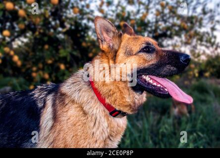 fotografia del cane di alta qualità Foto Stock