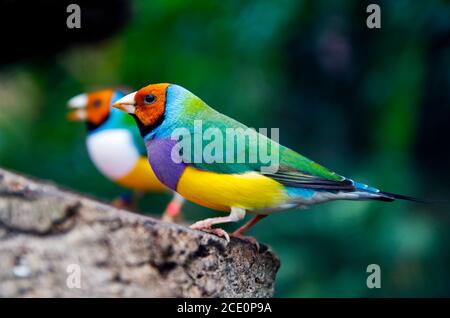 fotografia di uccelli di alta qualità Foto Stock