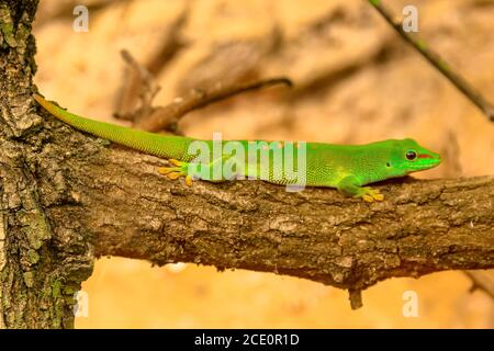 Primo piano di un verde Gecko, Phelsuma madagascariensis specie, anche chiamato Madagascar giorno gecko. Vive nelle foreste pluviali del Madagascar. Riposando su un albero Foto Stock