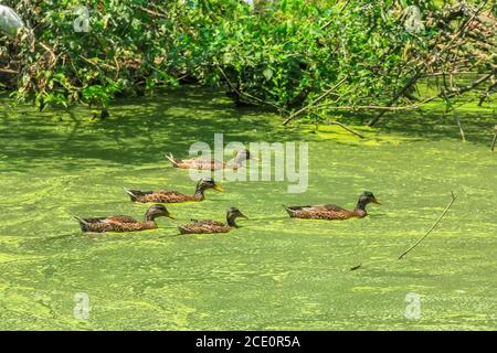 Gregge di anatre domestiche, in uno stagno verde d'Italia, Europa. ANAS platyrhynchos domesticus specie Foto Stock