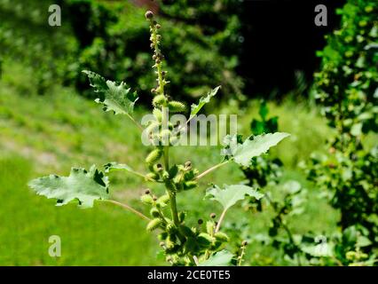 Cocklebur comune, cocklebur grande, strumarium di Xanthium, erba annuale con foglie larghe e frutti ovali. È usato in medicina. Foto Stock
