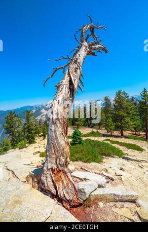 Albero morto di nel Parco Nazionale di Yosemite a Sentinel Dome. Vista dall'alto del famoso El Capitan dal Sentinel Dome. Vacanze estive in California Foto Stock