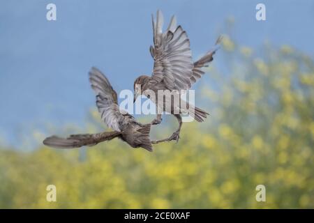 Starling giovani, lotta Foto Stock