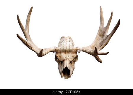 cranio di cervo con antlers isolato su sfondo bianco Foto Stock