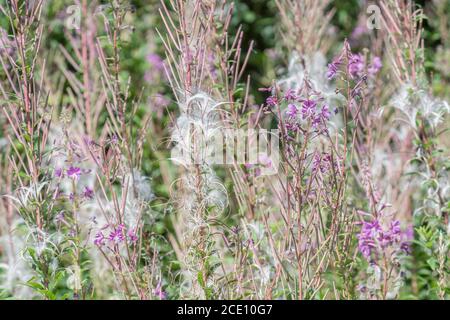 Semi di semi dehiscent, semi di Rosebay Willowwib / Epilobium angustifolium. Un'erbaccia invasiva nel Regno Unito, i semi portati dal vento. Foto Stock