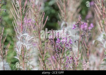 Semi di semi dehiscent, semi di Rosebay Willowwib / Epilobium angustifolium. Un'erbaccia invasiva nel Regno Unito, i semi portati dal vento. Foto Stock