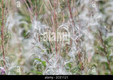 Semi di semi dehiscent, semi di Rosebay Willowwib / Epilobium angustifolium. Un'erbaccia invasiva nel Regno Unito, i semi portati dal vento. Foto Stock