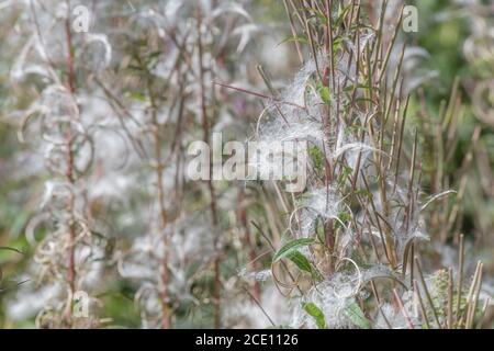 Semi di semi dehiscent, semi di Rosebay Willowwib / Epilobium angustifolium. Un'erbaccia invasiva nel Regno Unito, i semi portati dal vento. Foto Stock