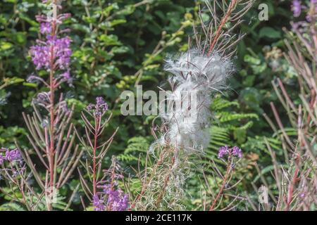 Semi di semi dehiscent, semi di Rosebay Willowwib / Epilobium angustifolium. Un'erbaccia invasiva nel Regno Unito, i semi portati dal vento. Foto Stock