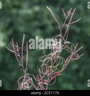 Cialde di semi dehiscent, semi di un Willowwib / Epilobium sp, ma non Rosebay Willowwib come pianta troppo snella. Semi portati dal vento. Foto Stock