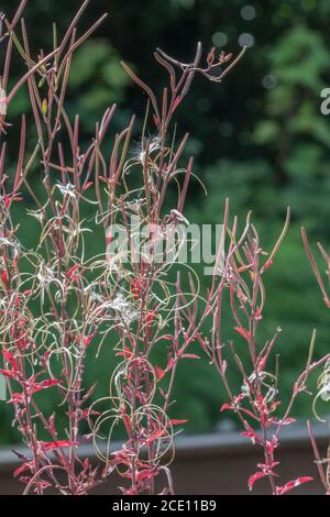 Cialde di semi dehiscent, semi di un Willowwib / Epilobium sp, ma non Rosebay Willowwib come pianta troppo snella. Semi portati dal vento. Foto Stock