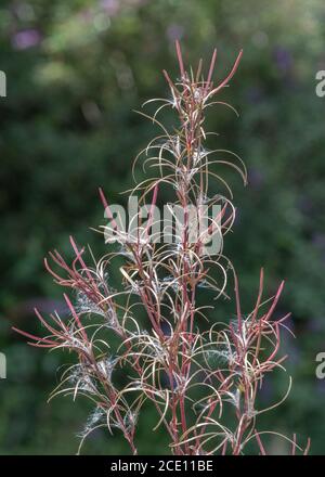 Cialde di semi dehiscent, semi di un Willowwib / Epilobium sp, ma non Rosebay Willowwib come pianta troppo snella. Semi portati dal vento. Foto Stock