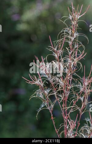 Cialde di semi dehiscent, semi di un Willowwib / Epilobium sp, ma non Rosebay Willowwib come pianta troppo snella. Semi portati dal vento. Foto Stock